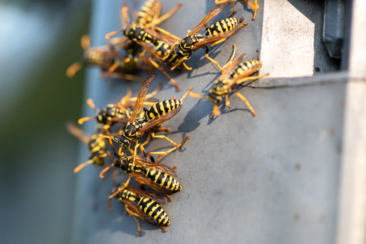 Wasp Control