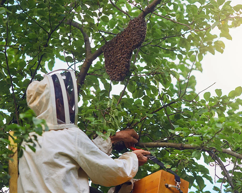 Bee Pest Control
