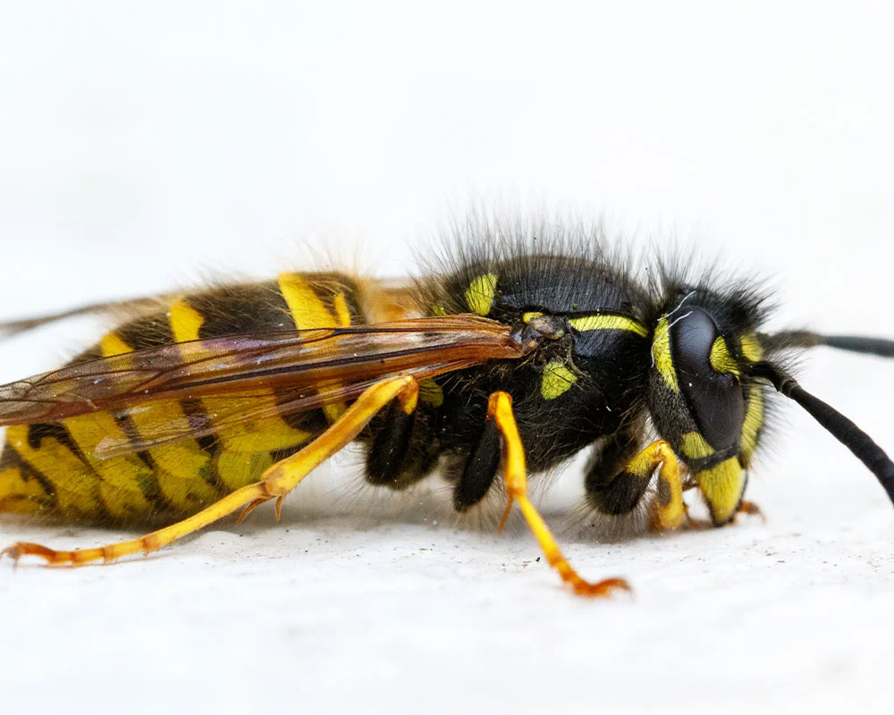 European Wasp Control