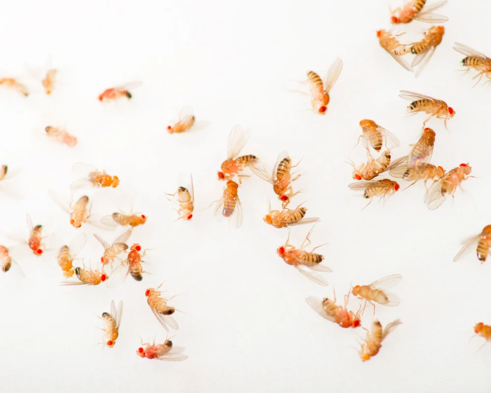 Fruit Fly Pest Control