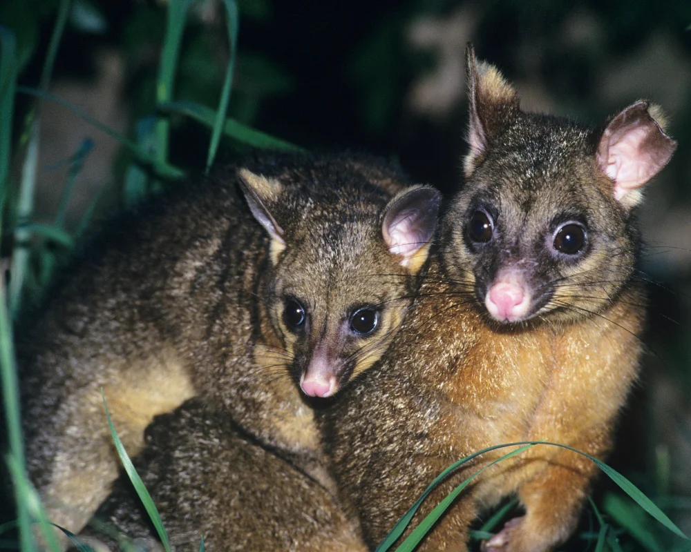 Possum Control