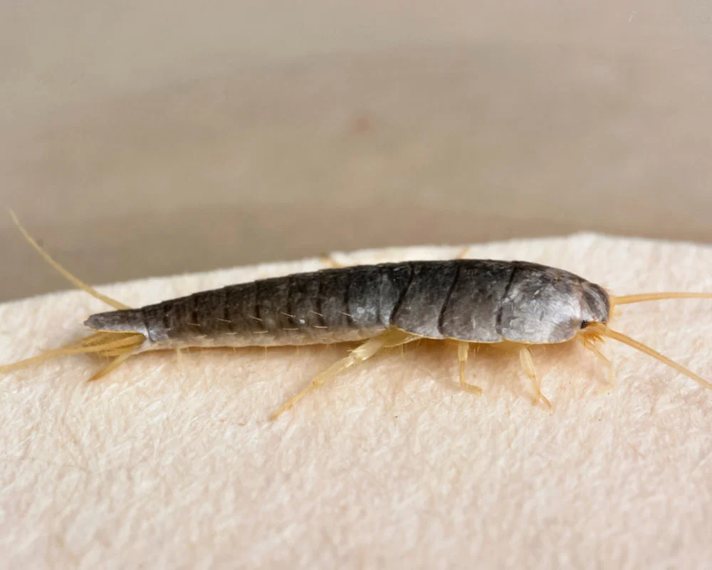 Silverfish Control