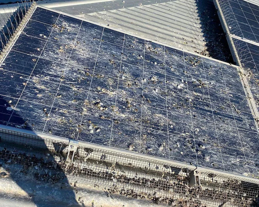 Bird Proofing Solar Panels